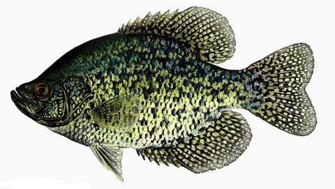 CRAPPIE / PANFISH