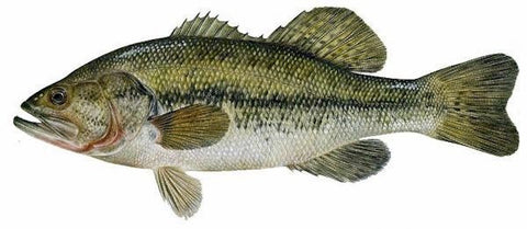BASS