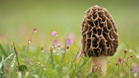 Morel Mushroom Items