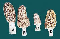 Morel Hat Pin