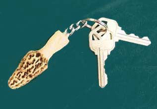 Morel Key Ring